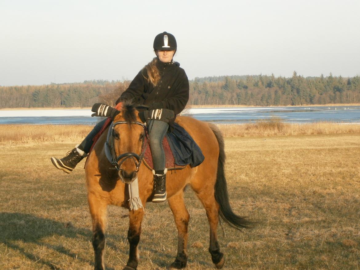 Anden særlig race Sweedy billede 4