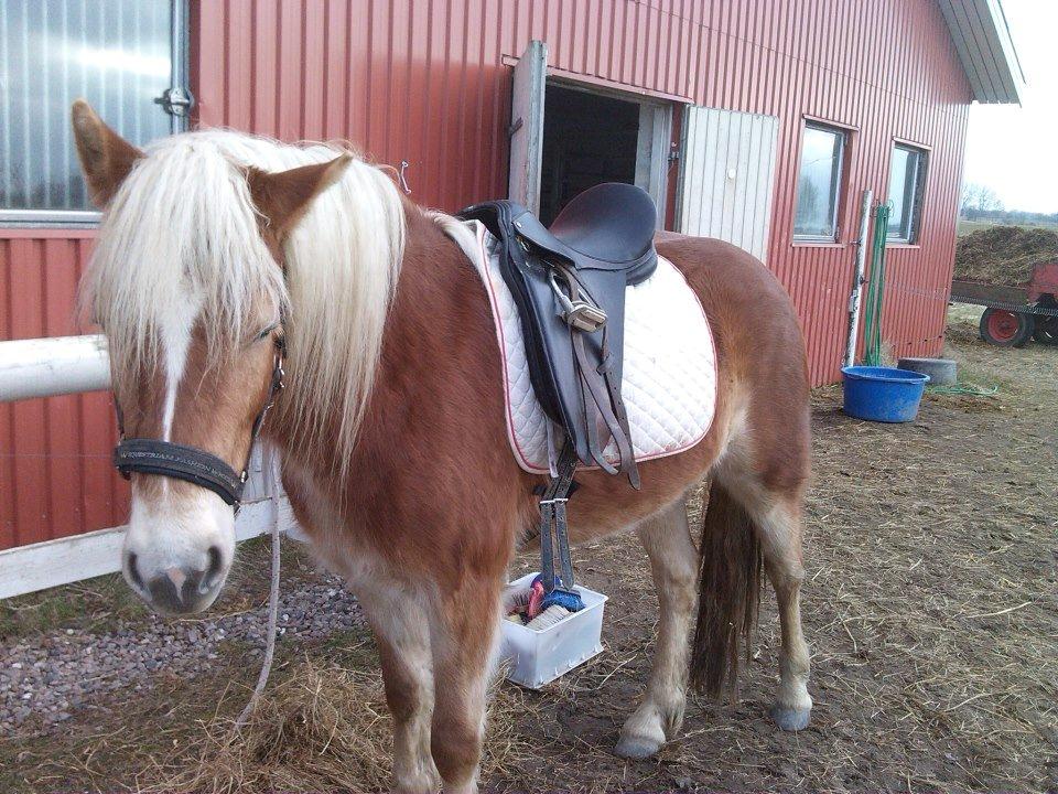 Haflinger Aicha (Ulstrup efterskole) - Man kan altid lige nå en lur inden man skal ud og longeres ;-) billede 4