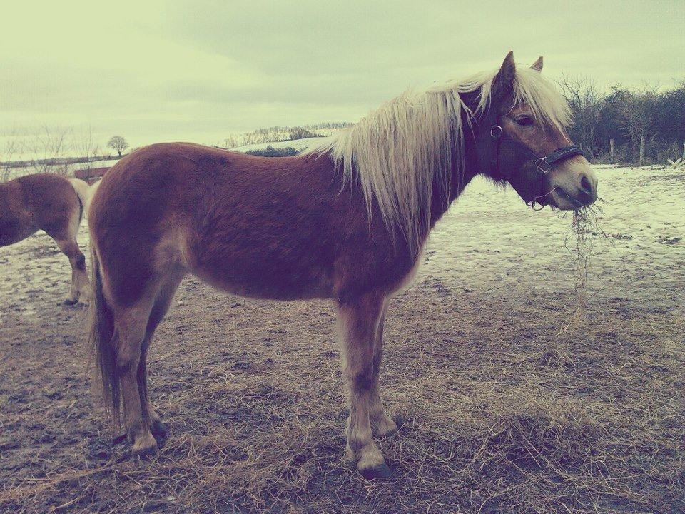 Haflinger Aicha (Ulstrup efterskole) - Efter endt træning skal der være plads til at hygge med wrap og en masse kys ;-) billede 7