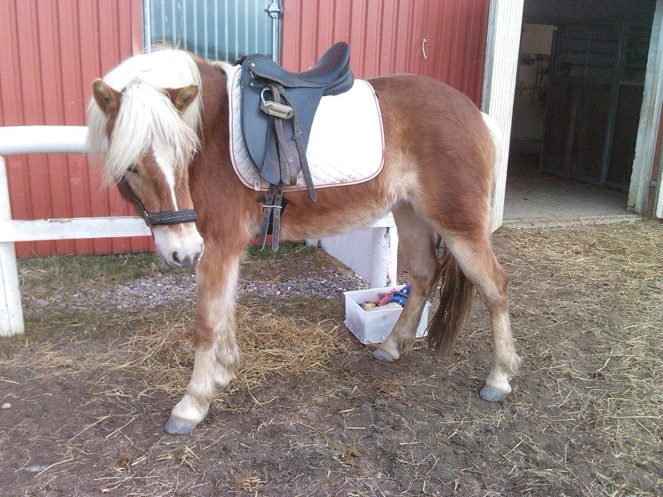 Haflinger Aicha (Ulstrup efterskole) - Hun er f*nme flot! 4 gang med sadlen på ryggen :-) billede 10