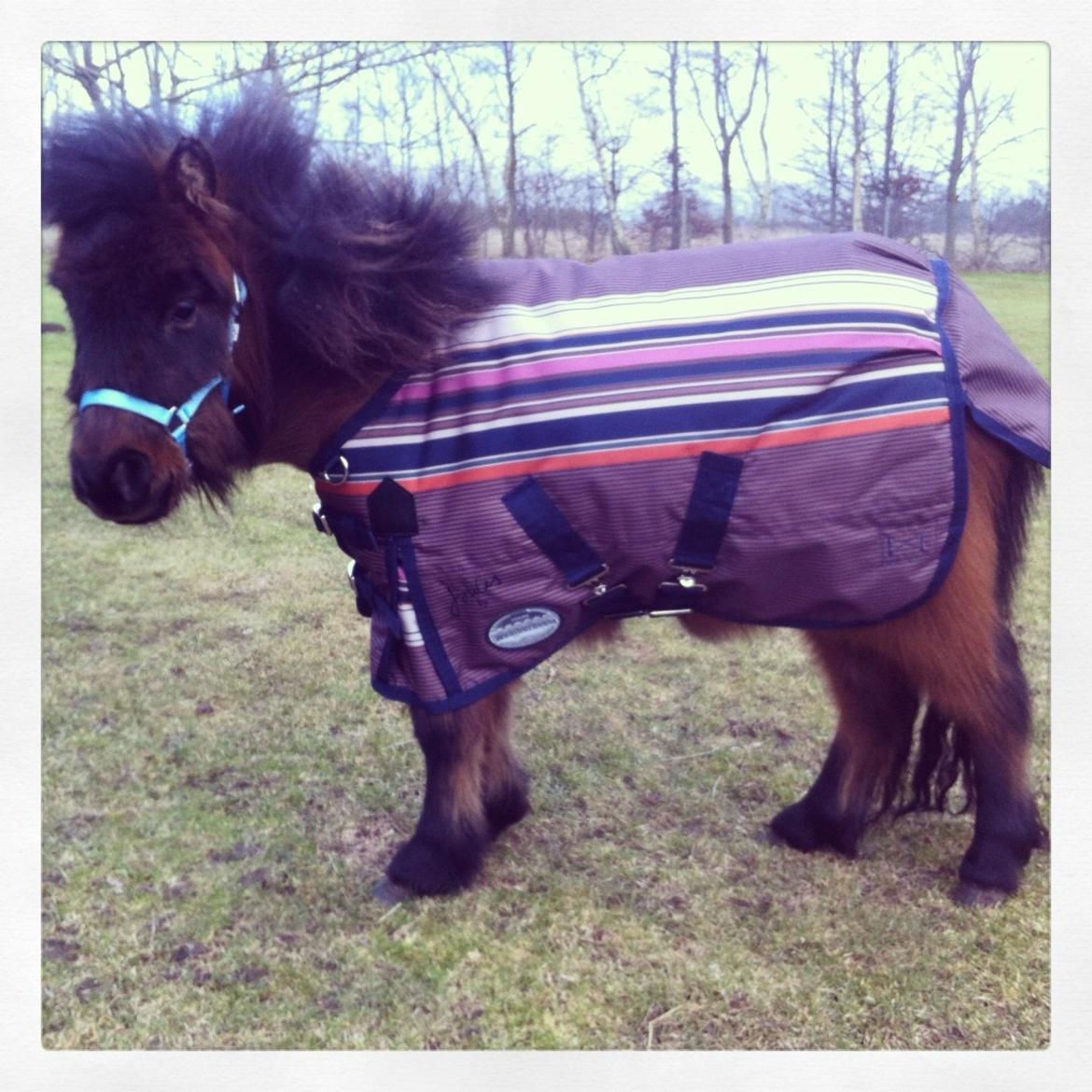 Miniature Fiskergårdens Tino billede 18