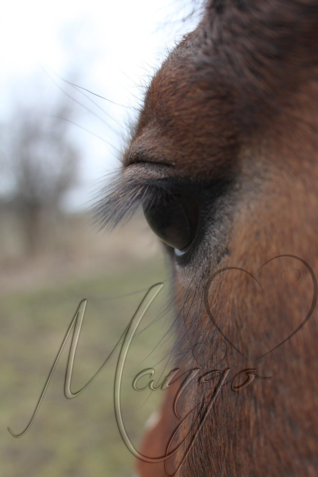 Welsh Pony af Cob-type (sec C) Gribsvad Mango (Har lånt) - Velkommen til Mango's profil. ;) billede 1