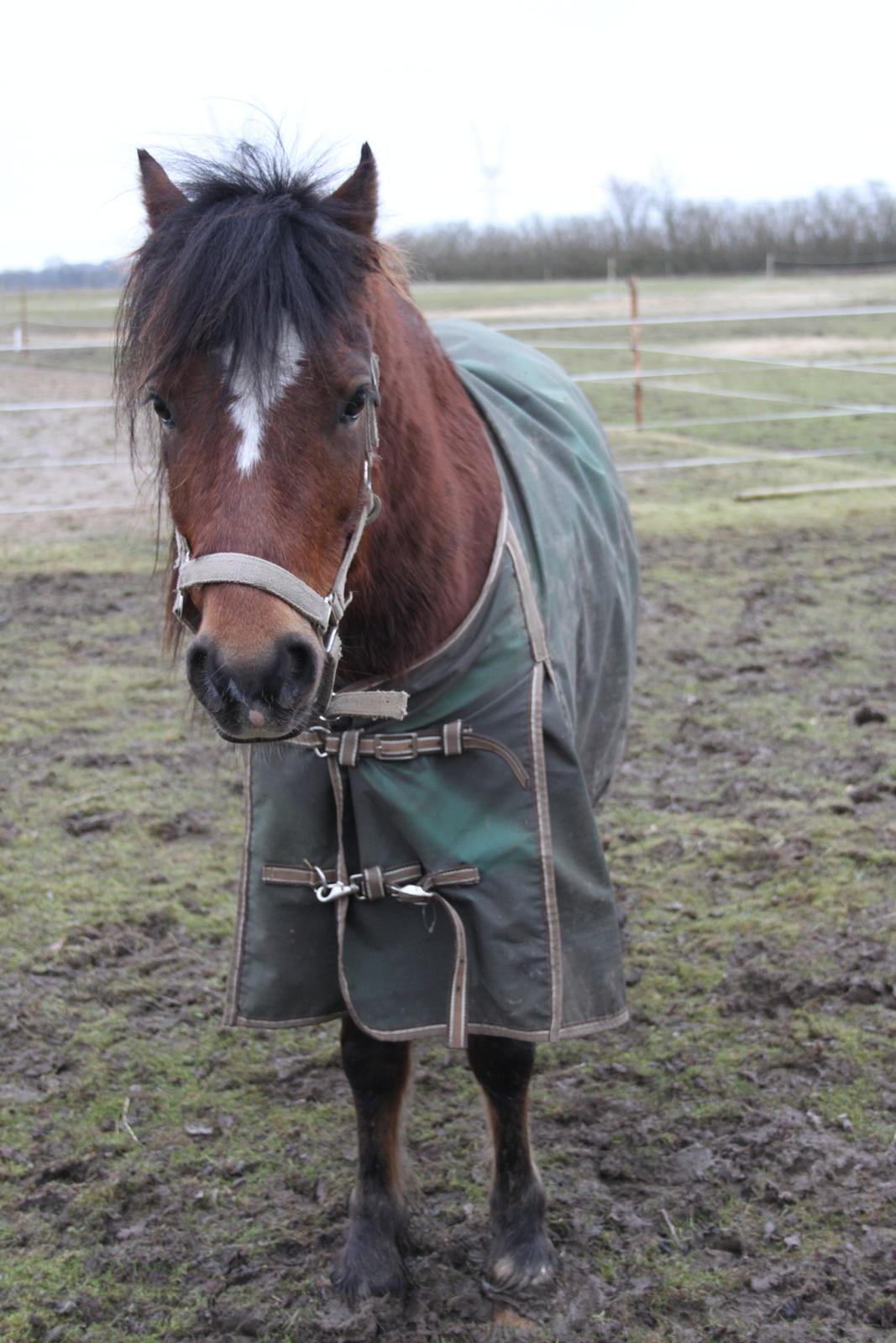 Welsh Pony af Cob-type (sec C) Gribsvad Mango (Har lånt) - Se hvor uskyldig jeg ser ud. :) billede 15