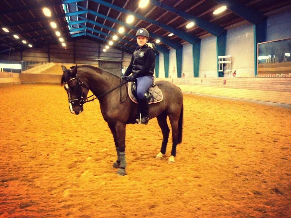 New Forest Vognmandsgården Tordenskjold - Havde næsten lige fået ham her på dette billed billede 1