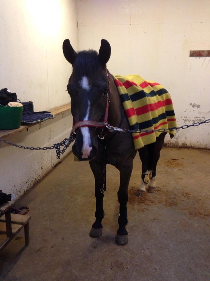 New Forest Vognmandsgården Tordenskjold - Klar til springtime.. billede 4