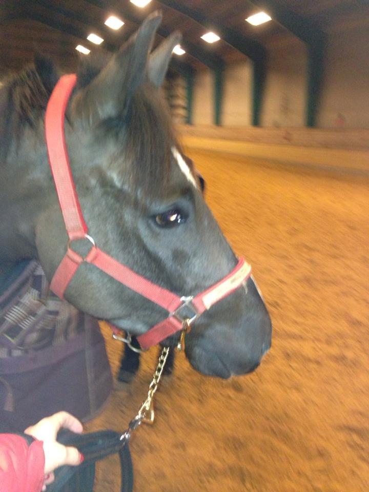 New Forest Vognmandsgården Tordenskjold billede 5