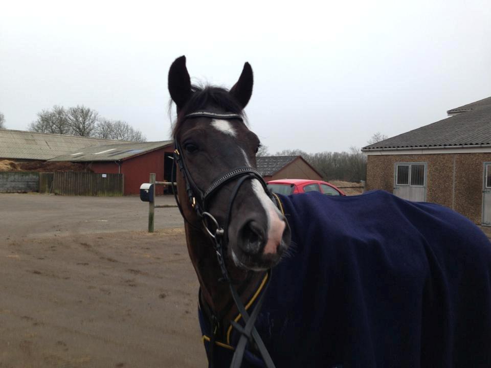 New Forest Vognmandsgården Tordenskjold - Færdig med en hård omgang springtime.. billede 6