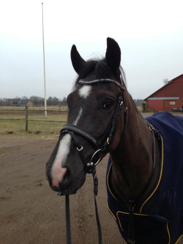 New Forest Vognmandsgården Tordenskjold billede 7