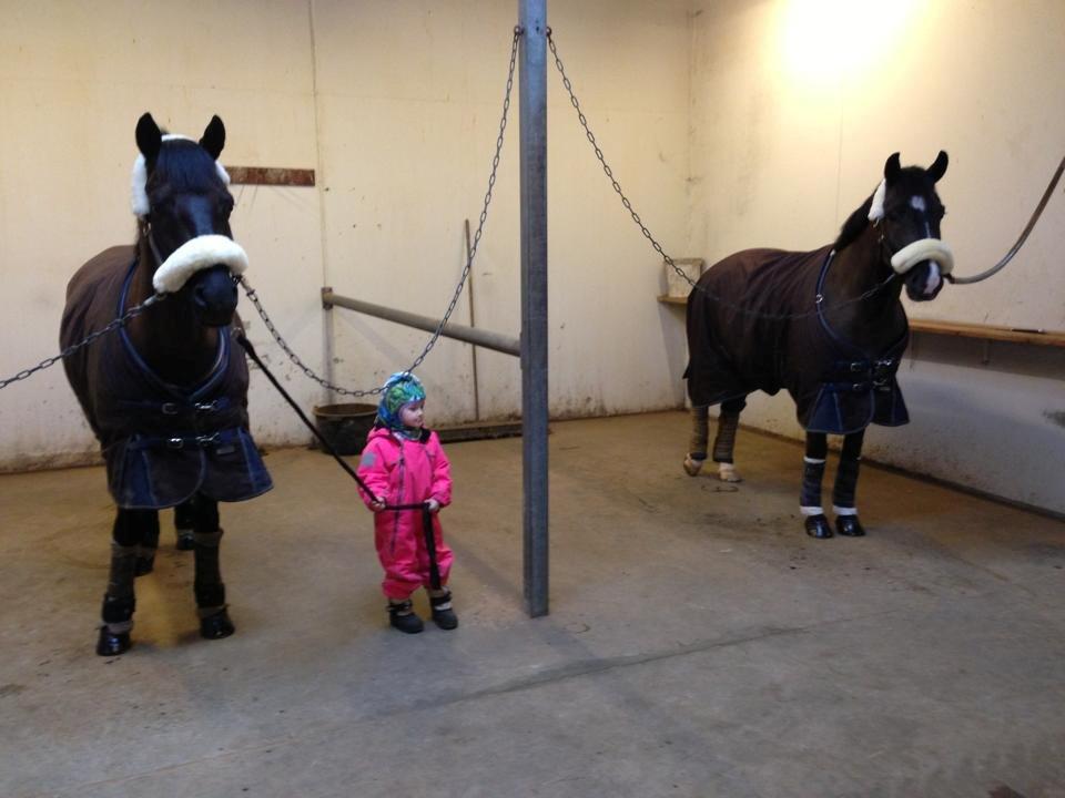 New Forest Vognmandsgården Tordenskjold - Klar for stævne på BIS.. billede 9