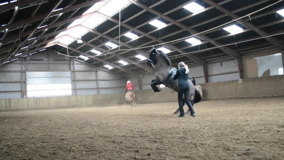 Islænder Askjör fra Lyskjær [Mit kæreste eje] billede 2