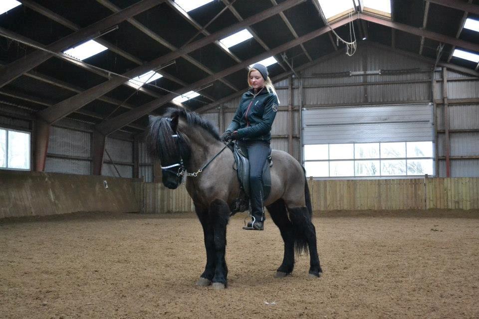 Islænder Askjör fra Lyskjær [Mit kæreste eje] - Min stjerne!:D <3  billede 1