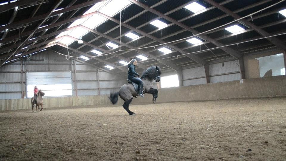 Islænder Askjör fra Lyskjær [Mit kæreste eje] - En lille levade(: billede 16