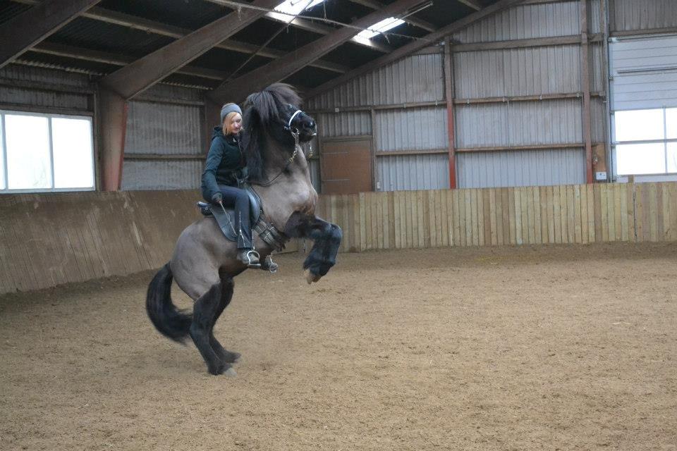 Islænder Askjör fra Lyskjær [Mit kæreste eje] - Askjör stejler på kommando:D billede 9