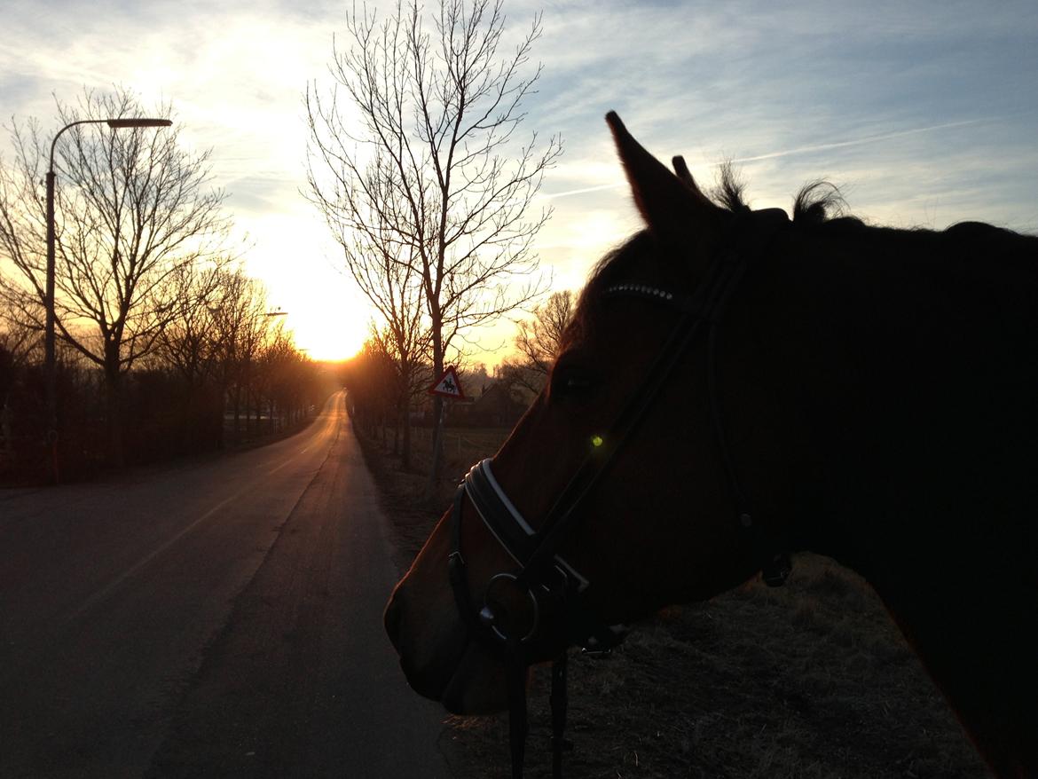 Anden særlig race Baltimore - I aftensolen på vej hjem fra ridehuset... billede 6