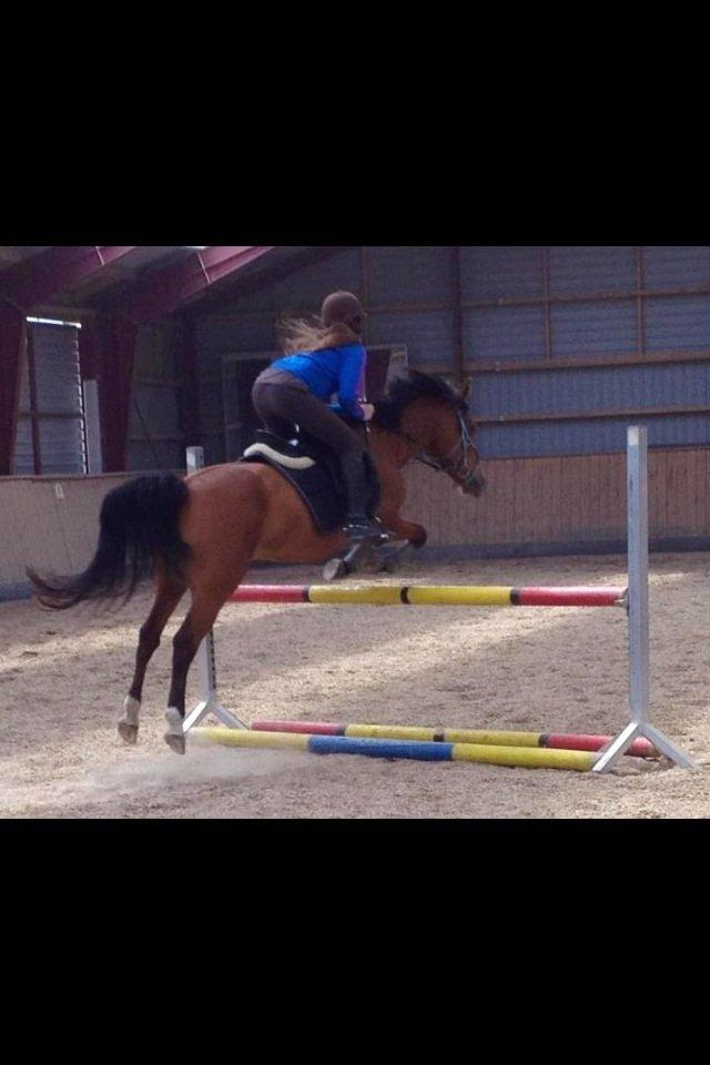 Anden særlig race Mistery Dancer (Misse)SOLGT billede 32