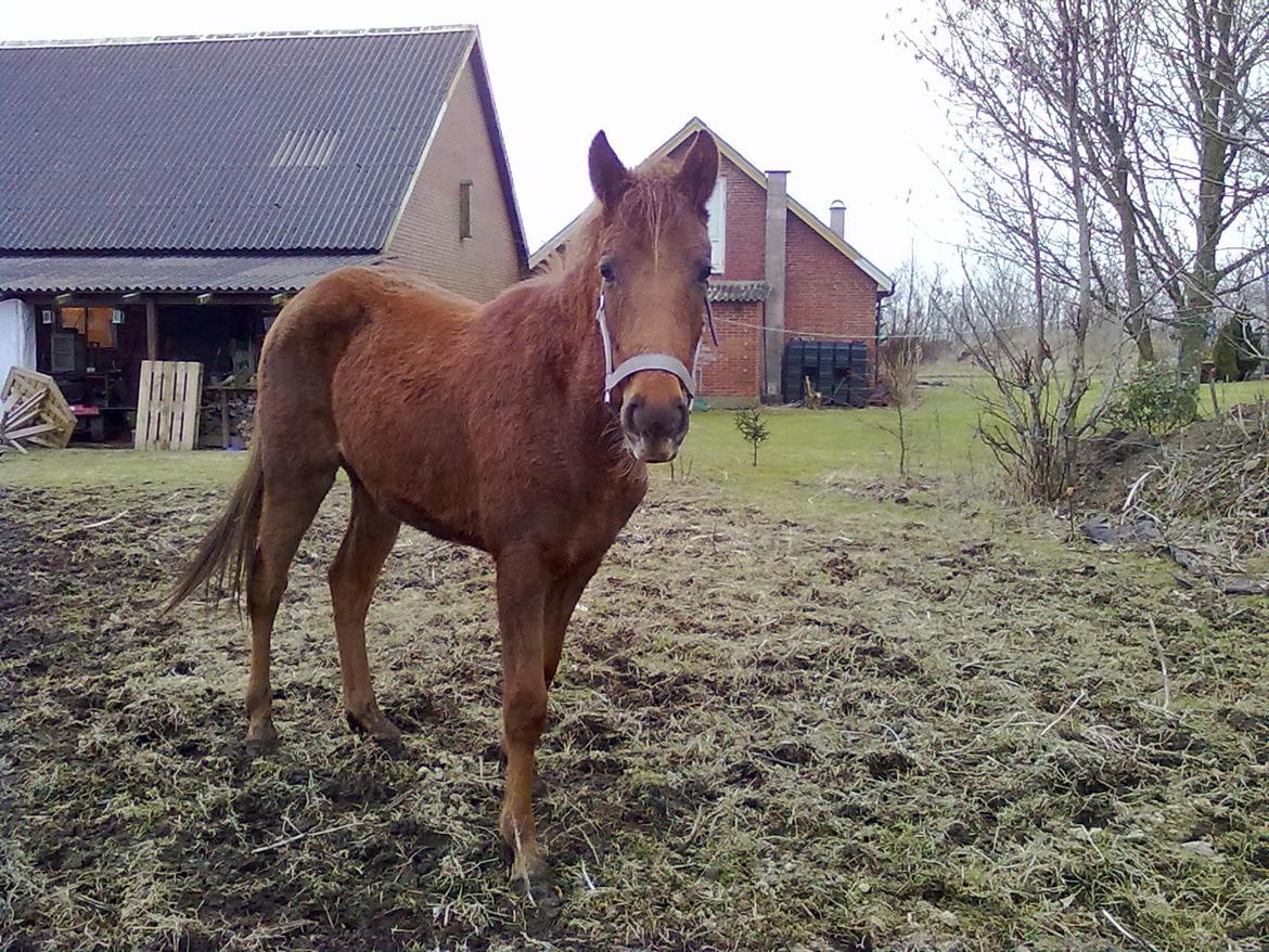 Anden særlig race Fame<33 den smukke - fame på sin gamle fold billede 7