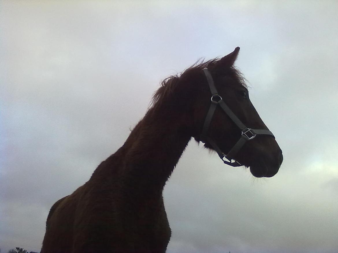 Anden særlig race Fame<33 den smukke billede 5