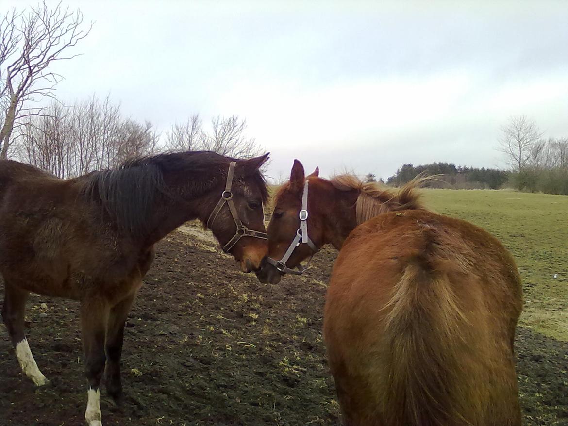 Anden særlig race Fame<33 den smukke - fame sammen med en god gammel ven<33 billede 6