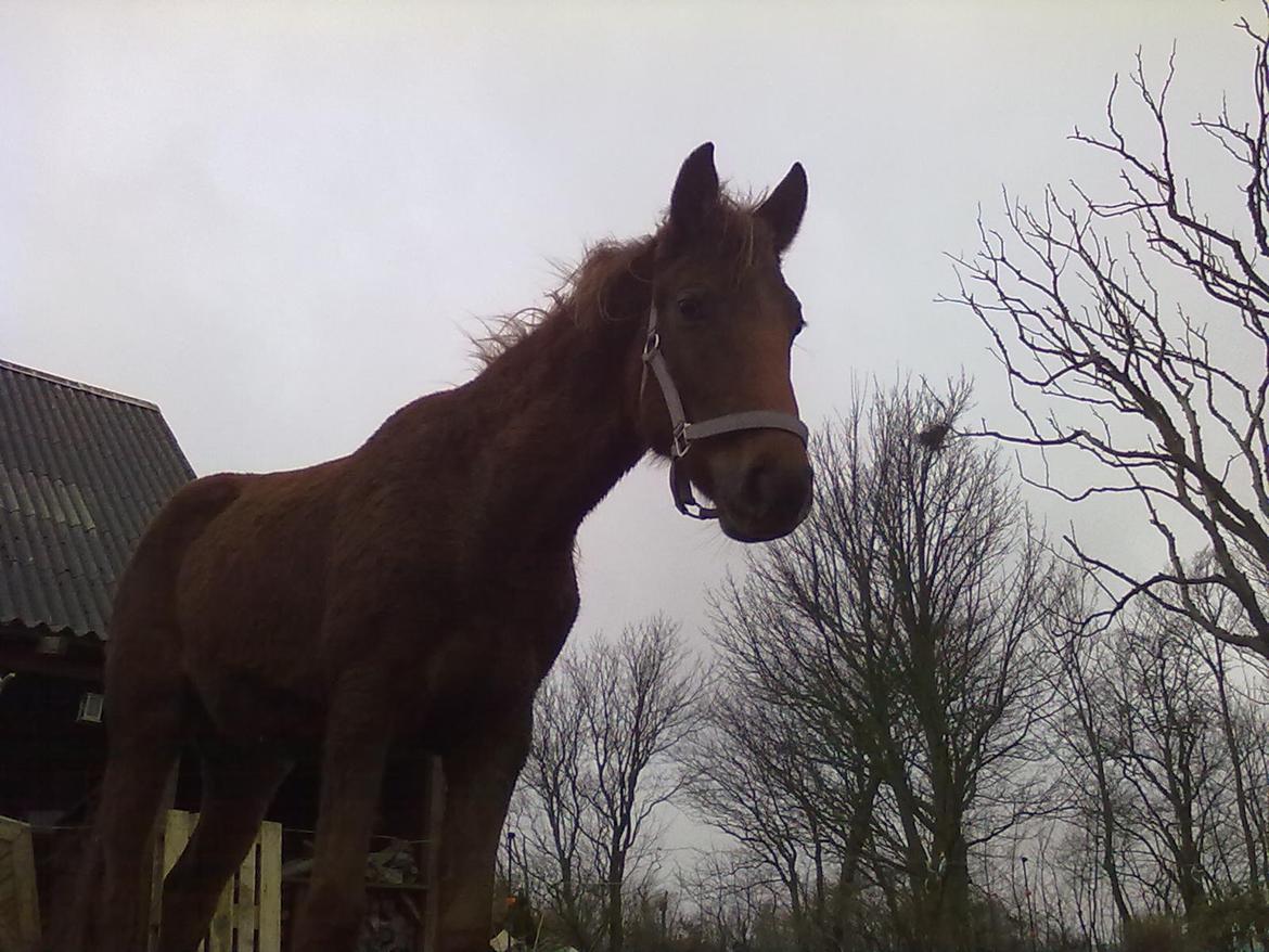 Anden særlig race Fame<33 den smukke billede 8