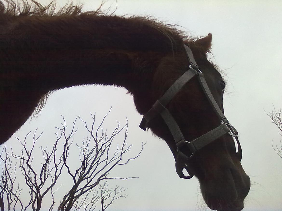 Anden særlig race Fame<33 den smukke billede 4