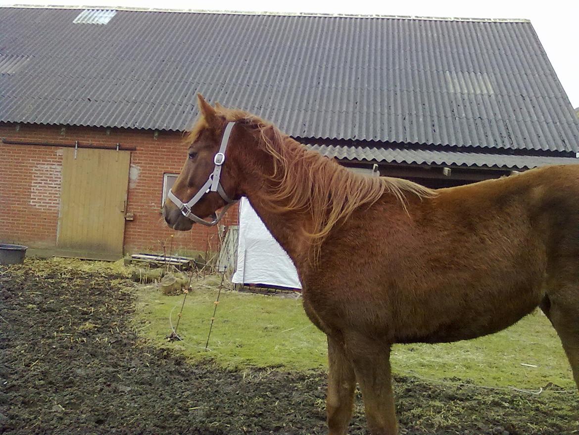 Anden særlig race Fame<33 den smukke billede 9