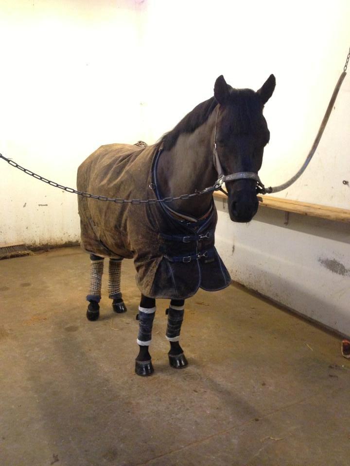 New Forest Vognmandsgården Alkatraz billede 17