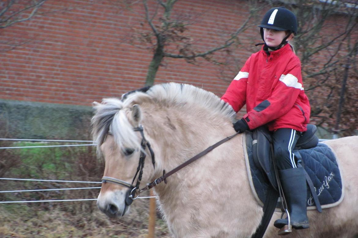 Fjordhest Ørn Fjordlyst - Ørn Fjordlyst billede 9