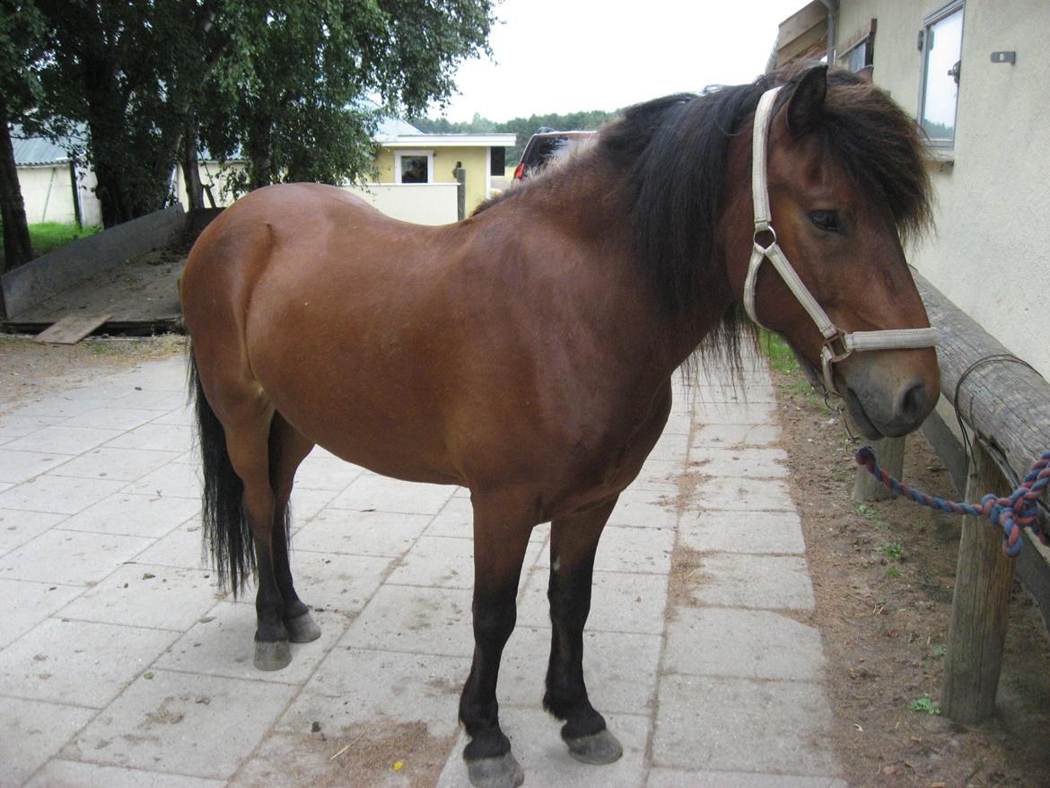 Islænder Óðinn fra lille Nørregård billede 14