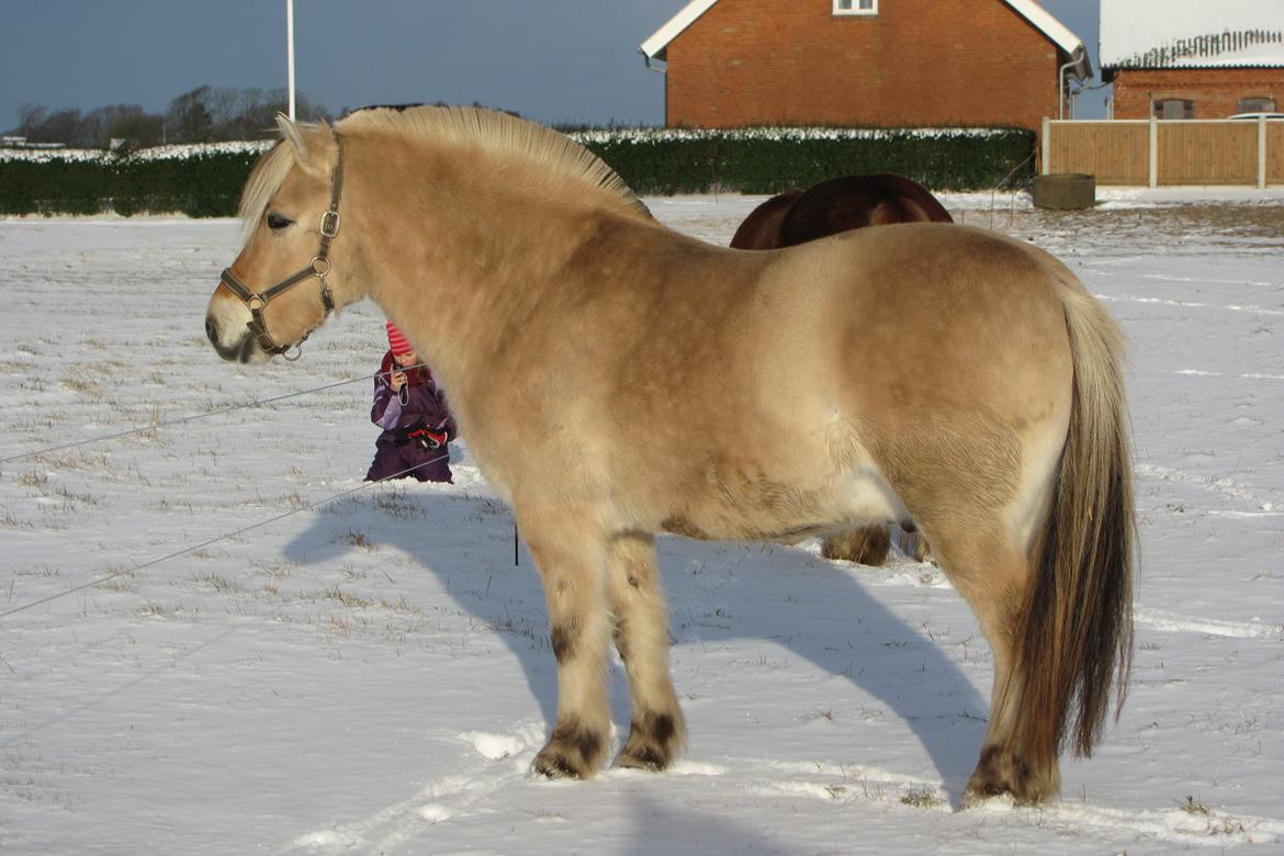 Fjordhest Ørn Fjordlyst billede 10