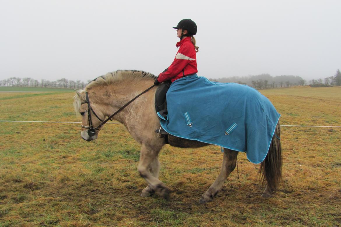 Fjordhest Ørn Fjordlyst billede 11