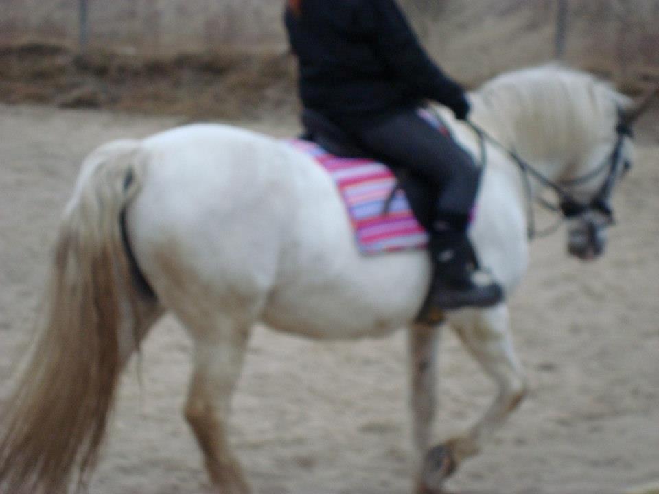 Pinto Marcia<3(Divaen<3) - Min mus!<3 billede 14