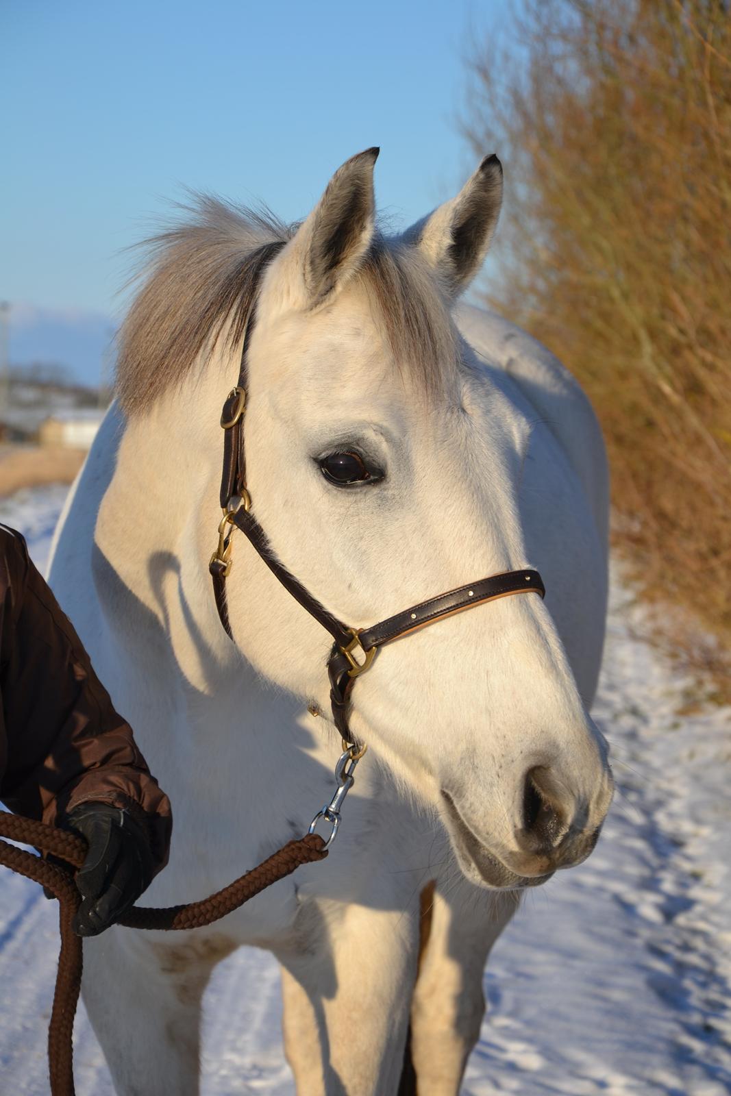 Trakehner Hawa (Bint-Al-Hawa) billede 1