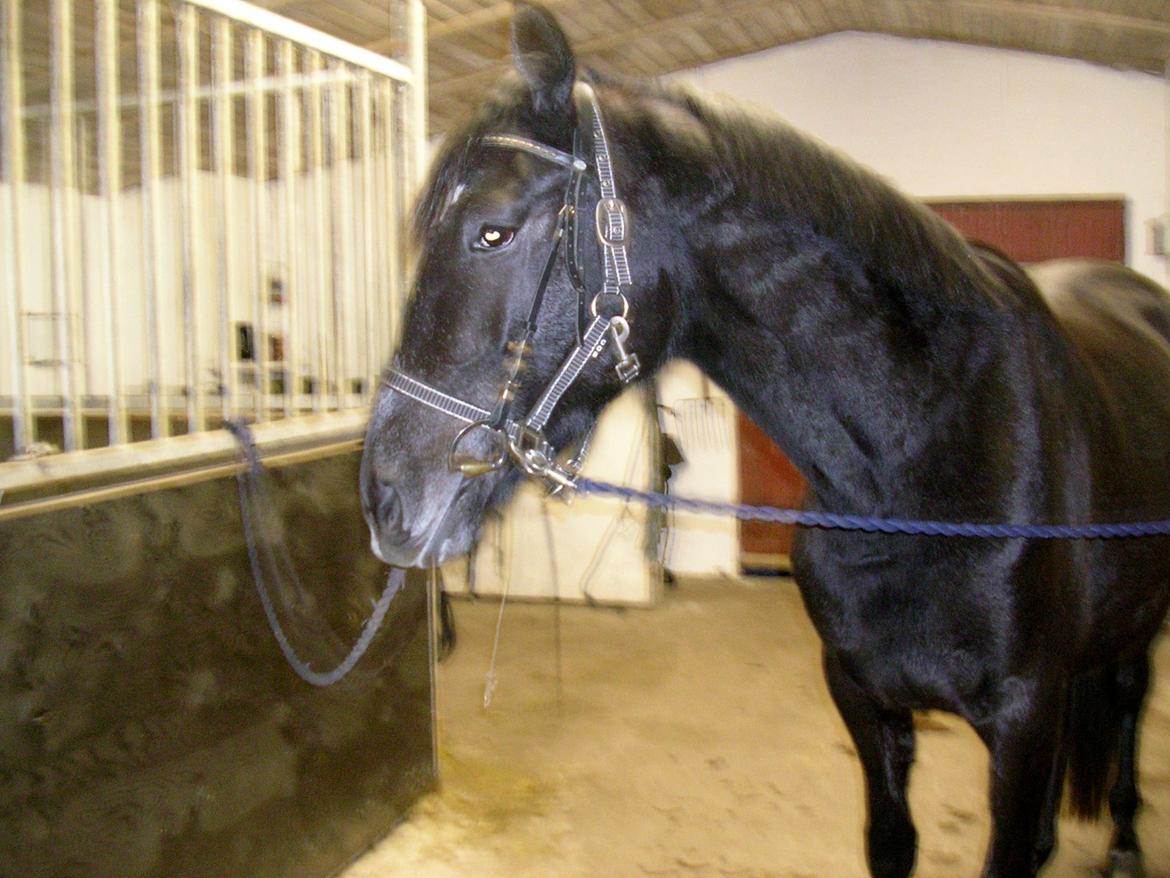 Dansk Varmblod Landianos-ø - Første gang med bid billede 14