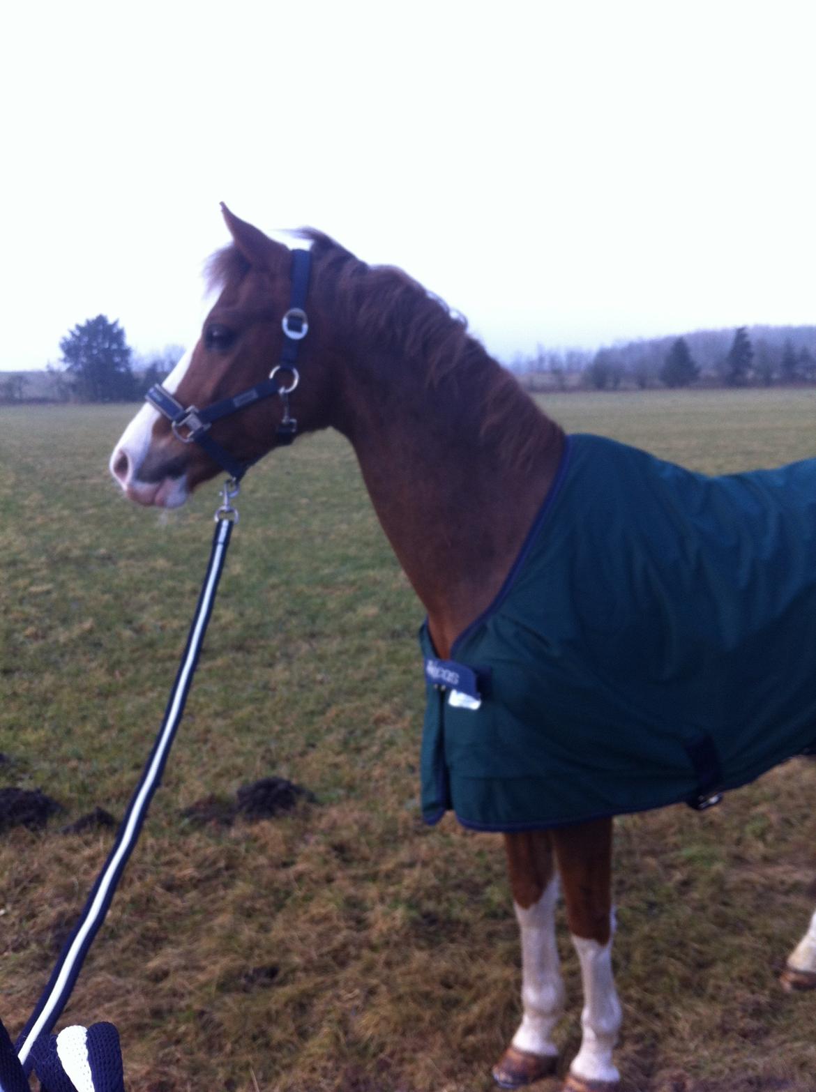 Hollandsk Sportspony U-Peter billede 10