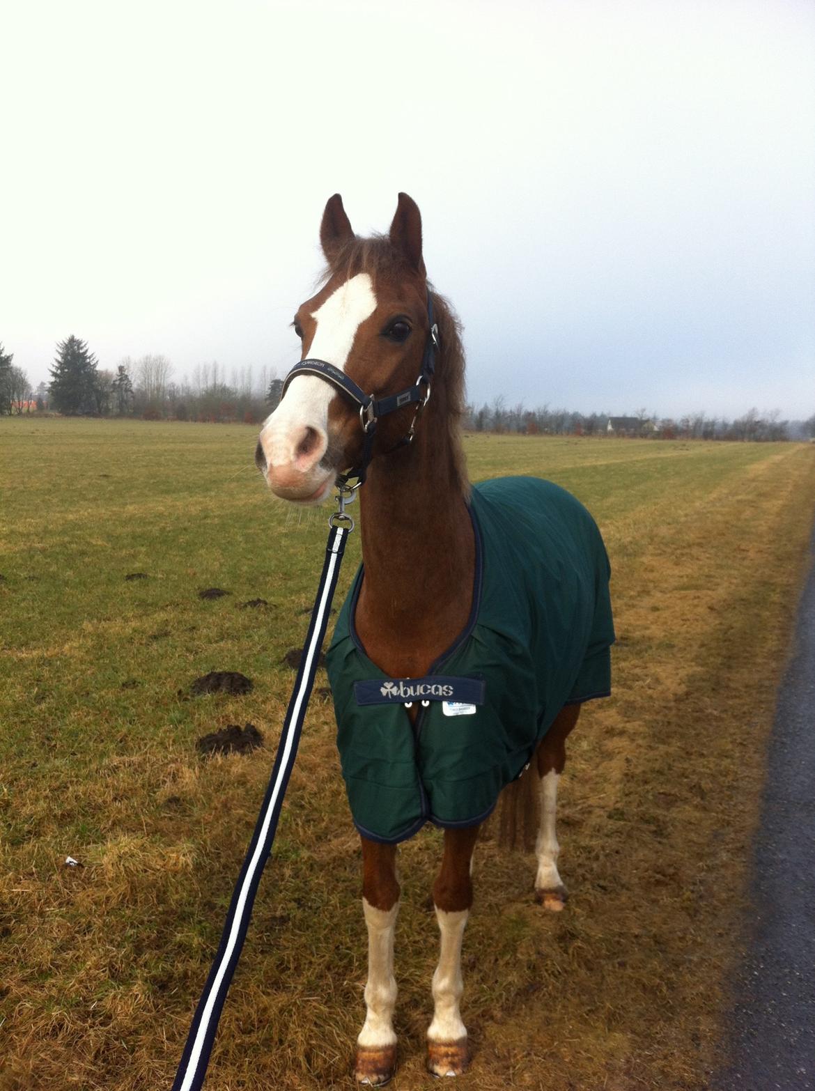 Hollandsk Sportspony U-Peter billede 1
