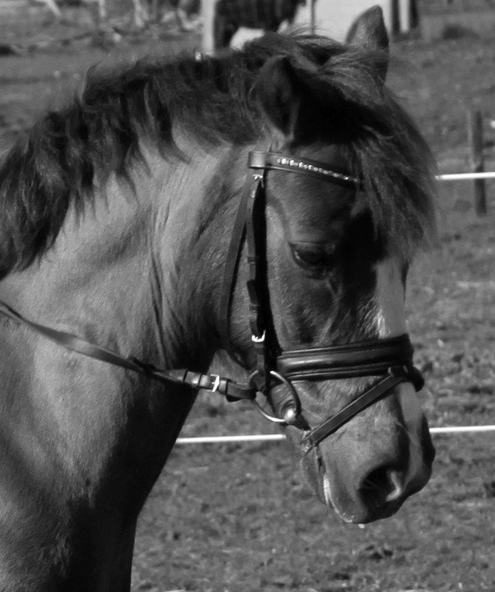 New Forest Siggegårdens Madonna solgt  - Velkommen til Madonna´s profil!<3 billede 1