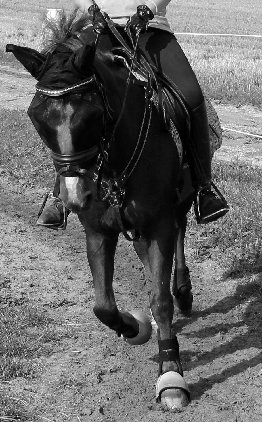 New Forest Siggegårdens Madonna solgt  billede 12