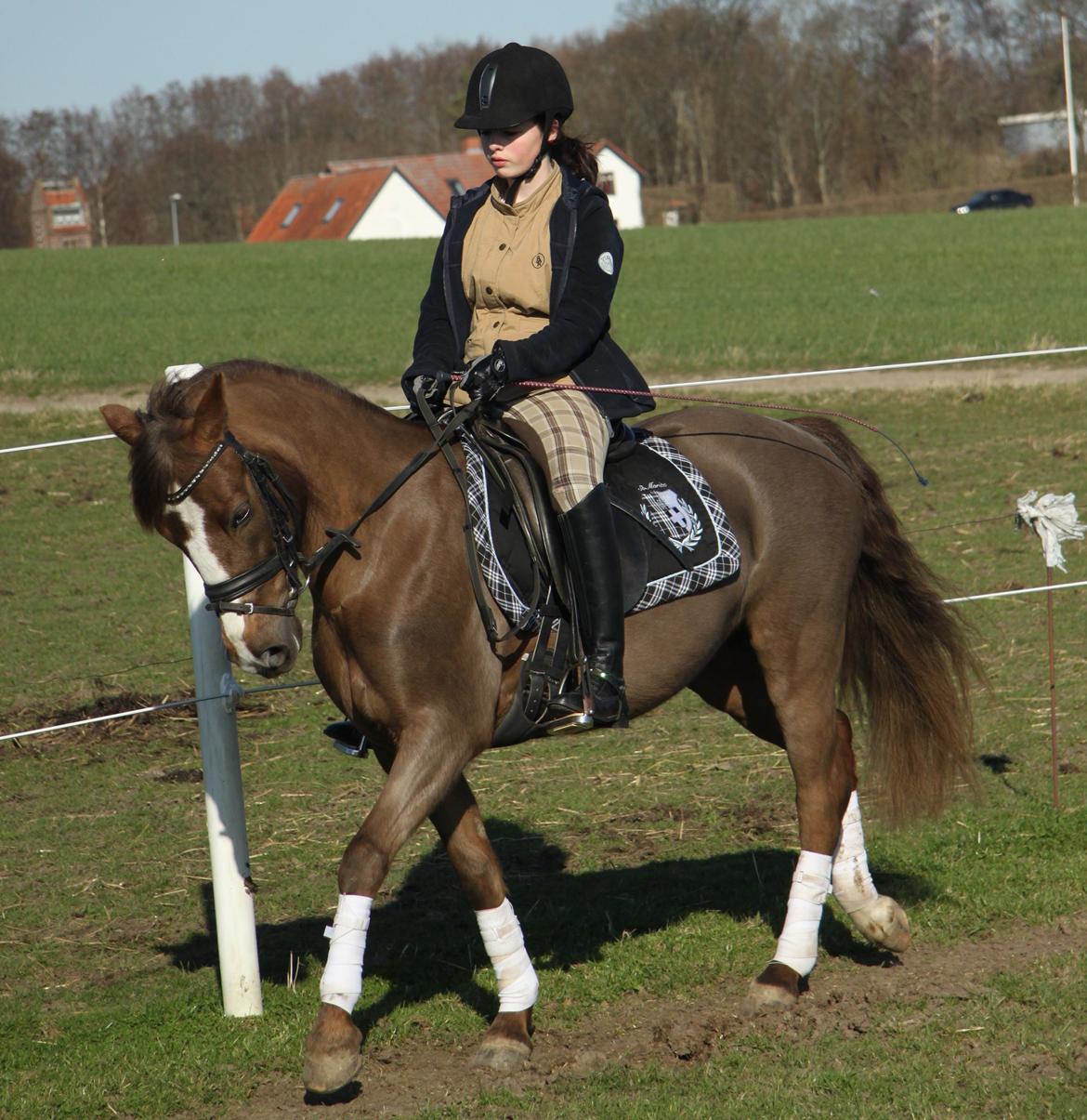 New Forest Siggegårdens Madonna solgt  billede 13