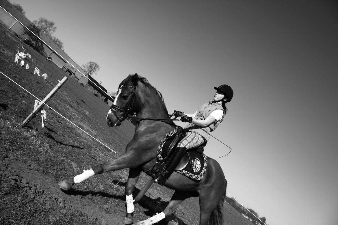 New Forest Siggegårdens Madonna solgt  billede 6