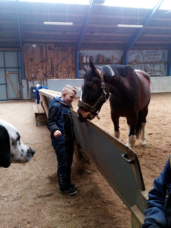 Pinto Kejser billede 10