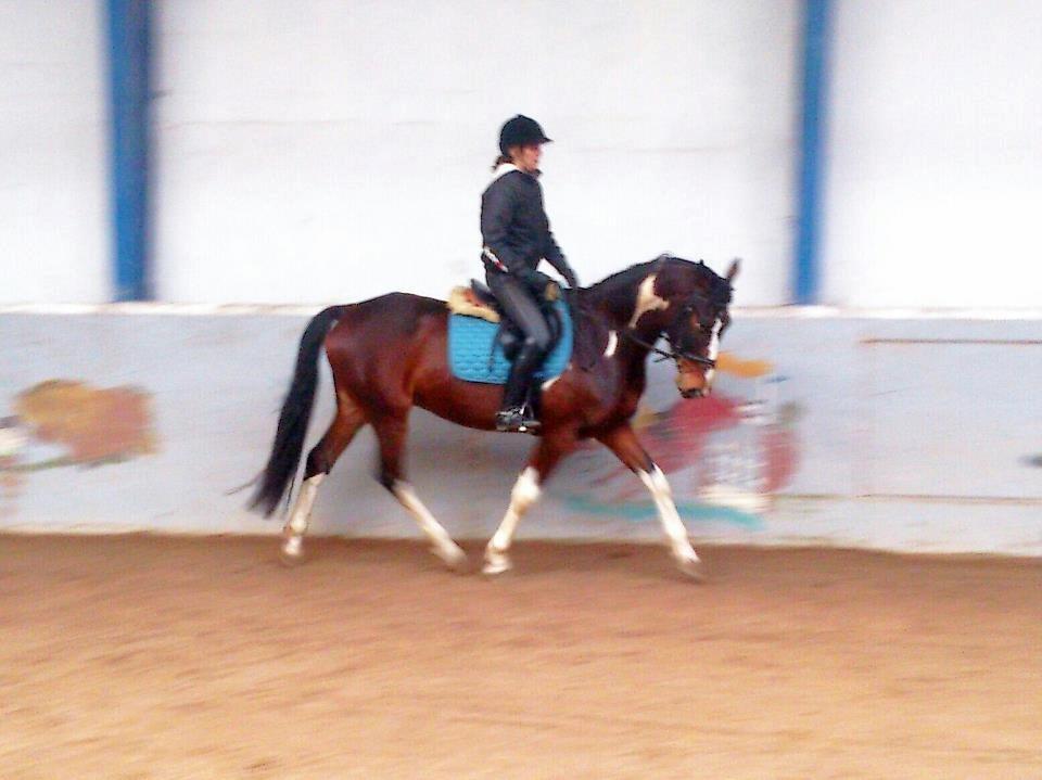 Pinto Kejser billede 11