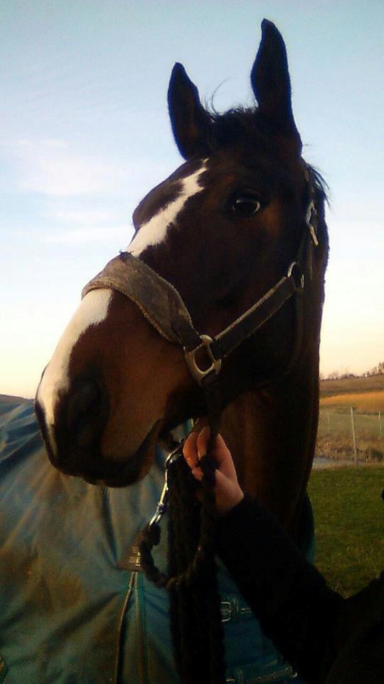 Pinto Kejser billede 13