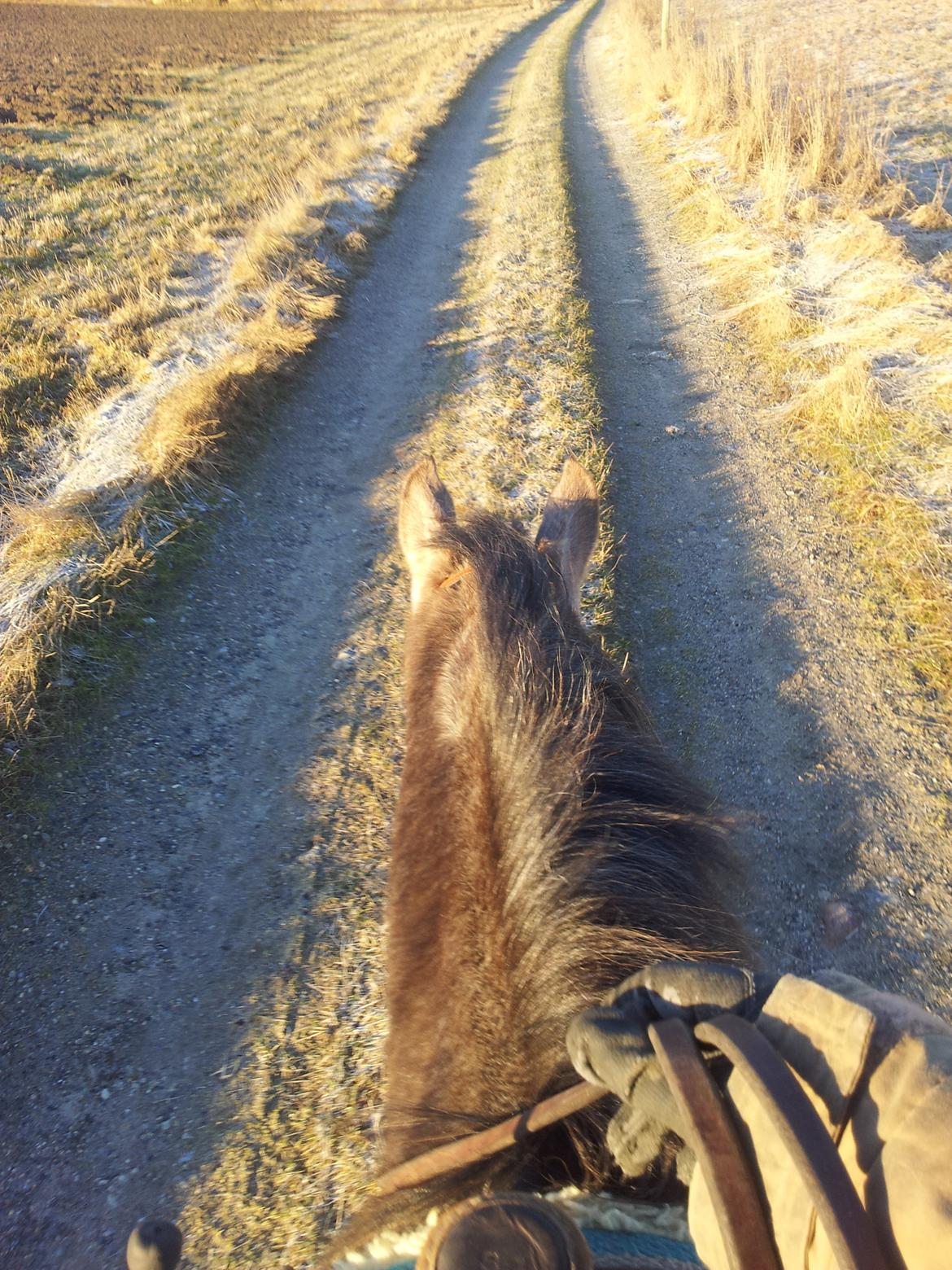 Anden særlig race SG Dusty Dakota - første gang ude med rytter 1. marts 2012 billede 19