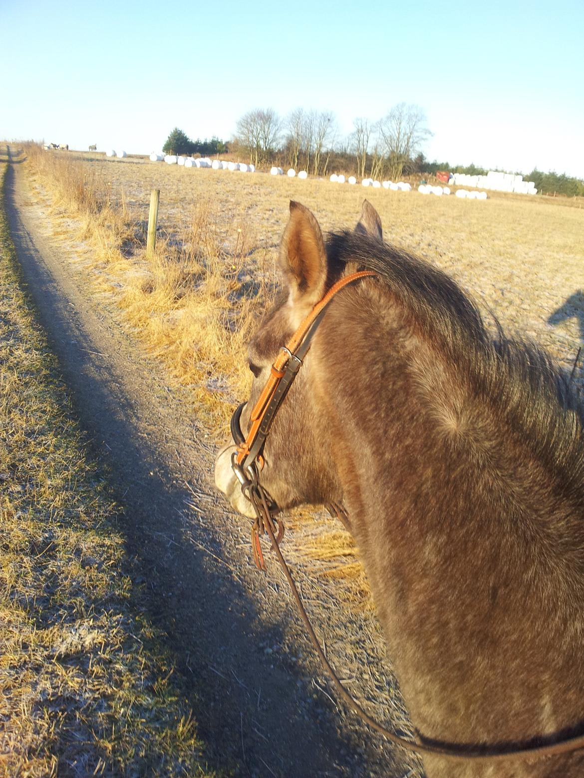Anden særlig race SG Dusty Dakota billede 20