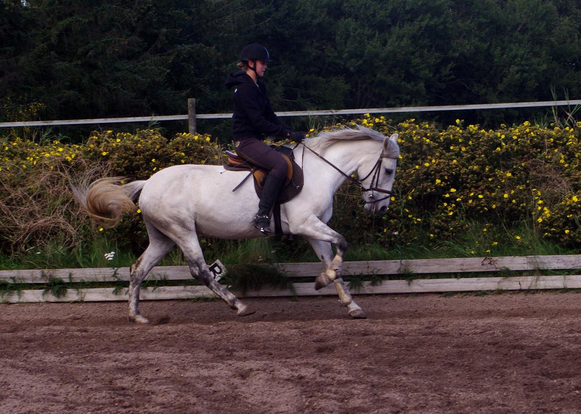 Anden særlig race Jessie billede 16