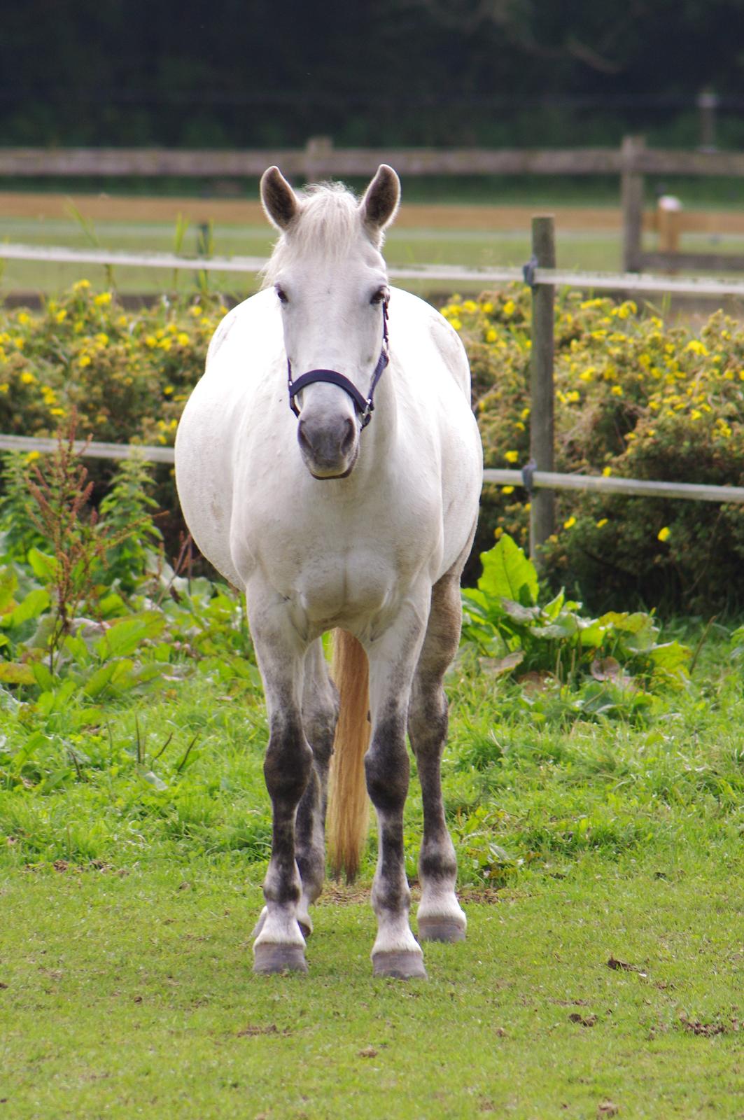 Anden særlig race Jessie billede 18