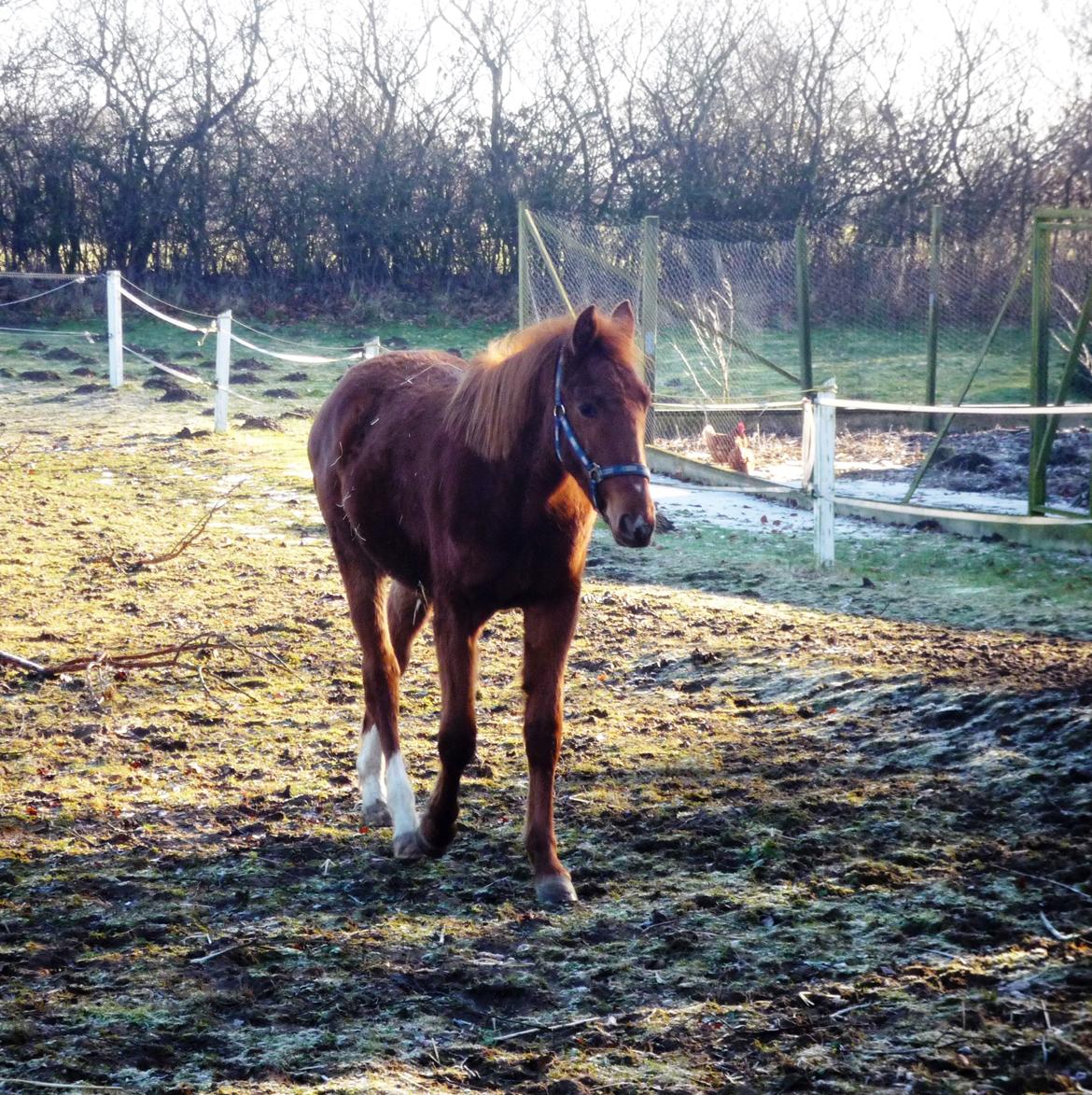 Anden særlig race Rocky - En morgentræt Møffe (01.03.13 - Laura Mailand) billede 12