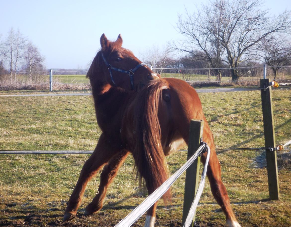 Anden særlig race Rocky - Klø'klø'klø (01.03.13 - Laura Mailand) billede 13