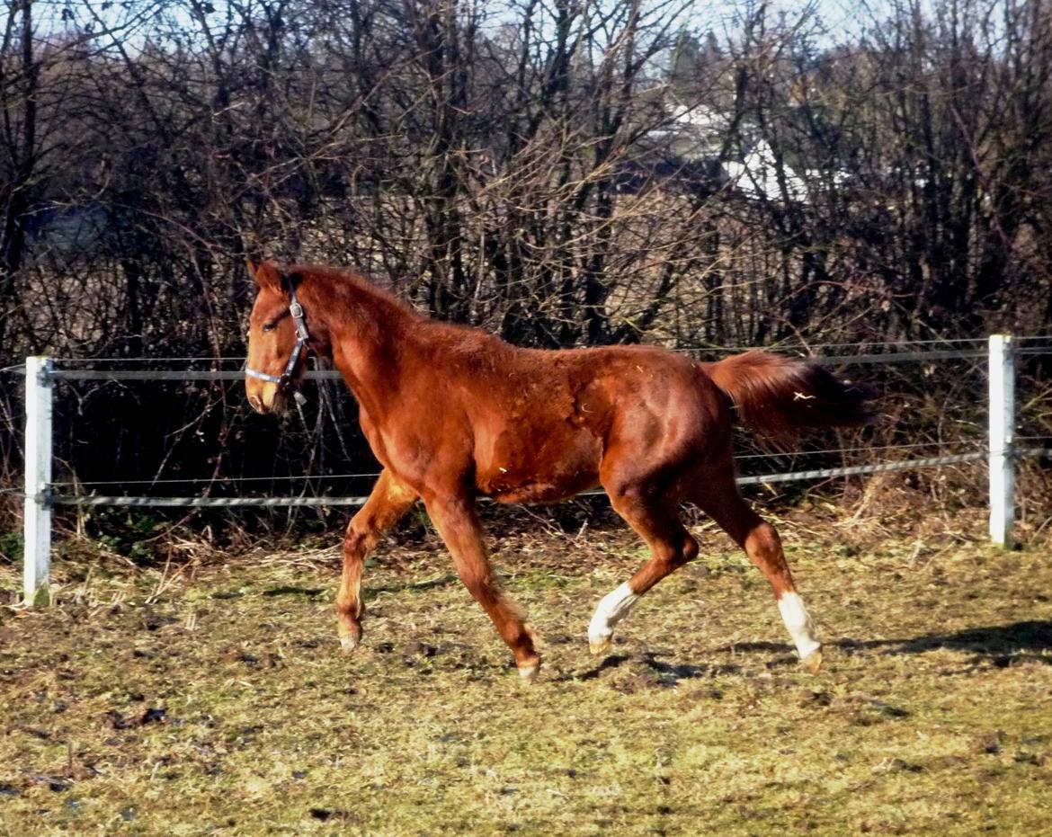 Anden særlig race Rocky - Han kan da godt løfte fusserne! (01.03.13 - Laura Mailand) billede 15