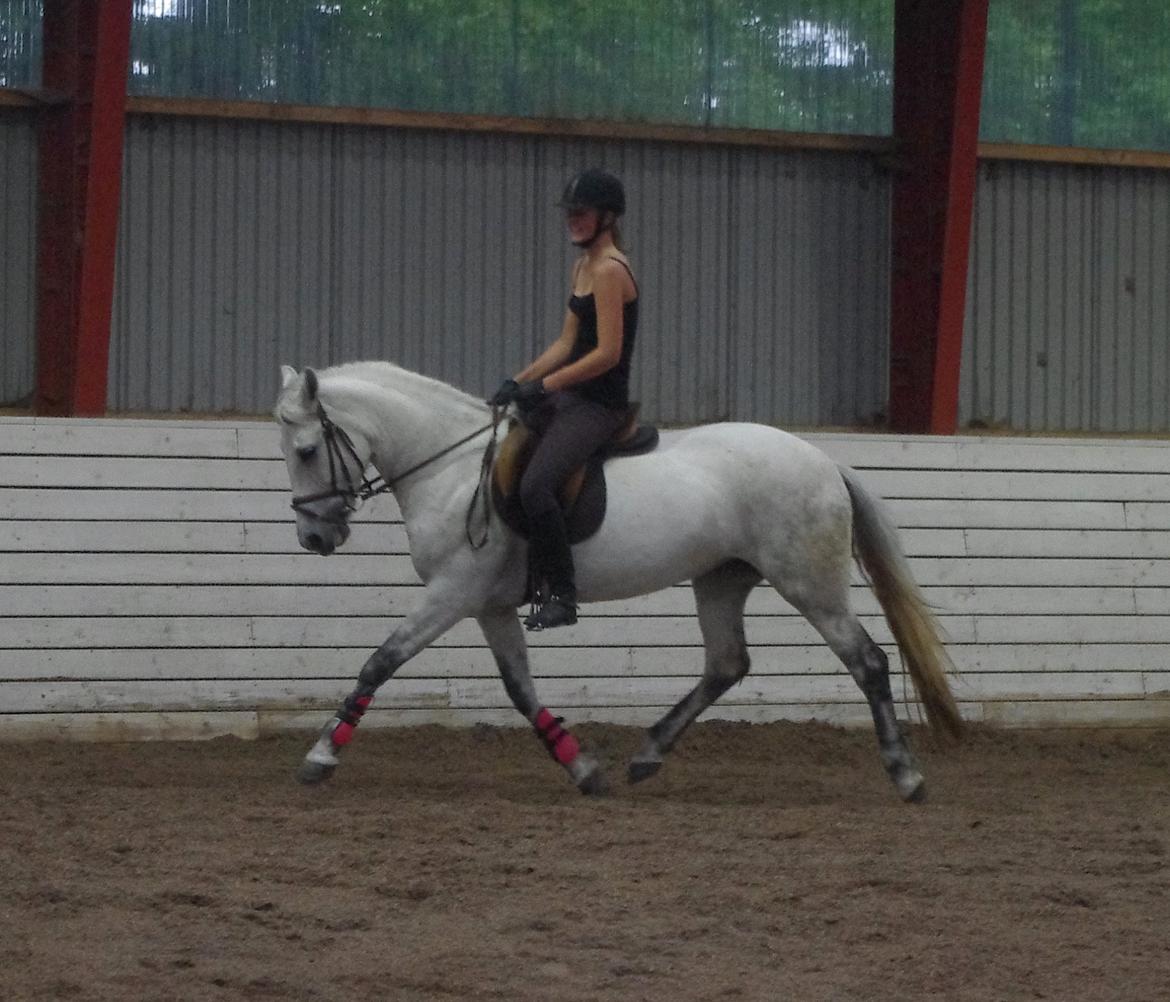 Anden særlig race Jessie billede 20